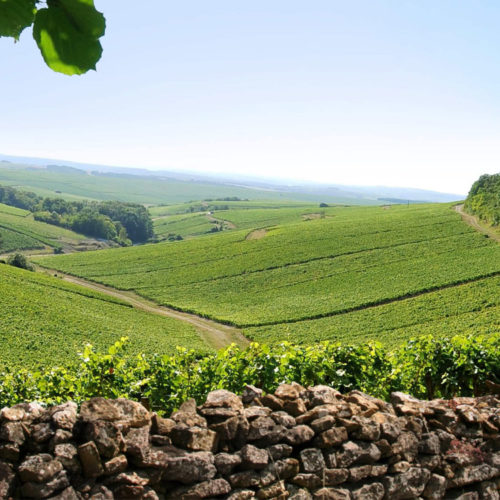 "Burgundy Unveiled: A Journey Through Four Terroirs" Wine Dinner