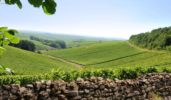 "Burgundy Unveiled: A Journey Through Four Terroirs" Wine Dinner