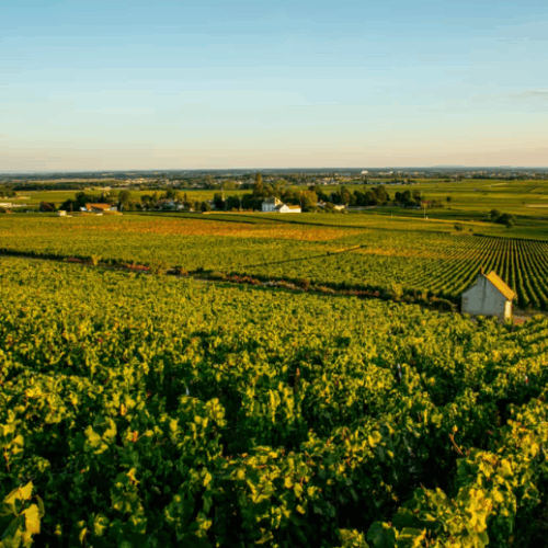 "Burgundy Unveiled: A Journey Through Four Terroirs" Wine Dinner